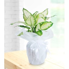 SaksÄ±da Dieffenbachia Ã‡iÃ§eÄŸi