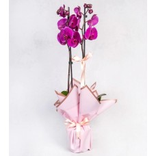 Double Purple Orchid