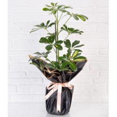 Schefflera Single p12 in Black Bouquet Paper