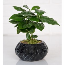 Coffee Plant in Black Vintage Pot
