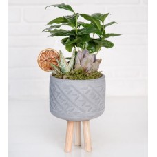 Coffee Plant and Succulents in a Wooden-Legged Flower Pot