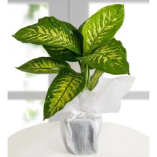 Difenbahya (Dieffenbachia) - Tropic Snow