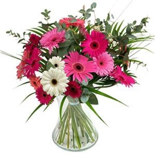 Simply Gerberas (Standard)