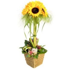Sunshine arrangement (Deluxe)