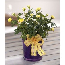 Mini Rose Plant (Deluxe)