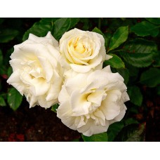 Talea - Rose Bouquet Flower Delivery (Large)