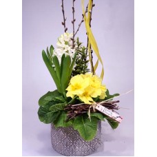 Spring assembly in a stone bowl with primula and hyacinth