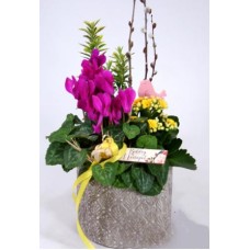Coral and cyclamen in a rustic stone bowl - spring assembly