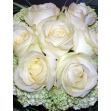 The World's most beautiful rose! (Large)