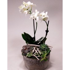 Orchid And Stone Roses - Arrangement In An Ornate Stone Bowl