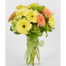 Shine Cheerful Minigerber In A Round Bouquet (L) Shine Cheerful Minigerber In A Round Bouquet (L)