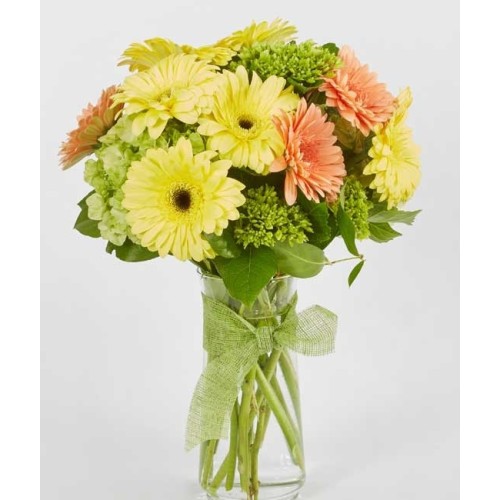 Shine Cheerful Minigerber In A Round Bouquet (L)