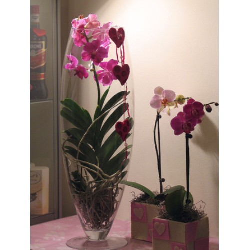 Her name is Vanda! - special orchid plant