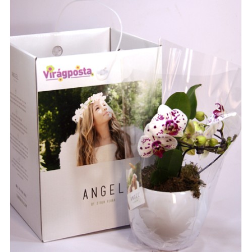 Angel - Special orchid in a decorative box
