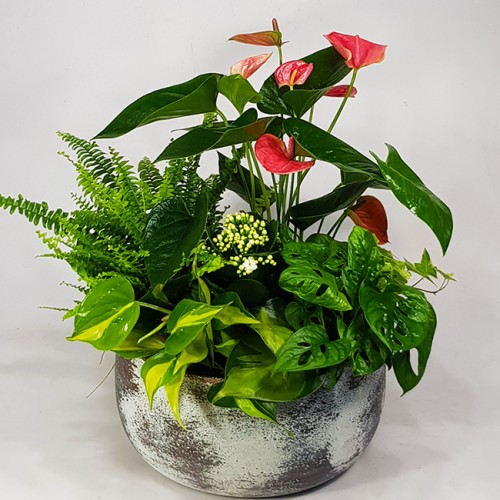 Table oasis - exclusive plant arrangement