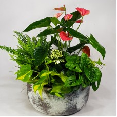 Table oasis - exclusive vegetable selection