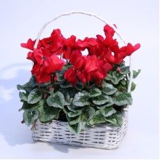 Cyclamen in a basket