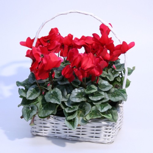 Cyclamen in a basket
