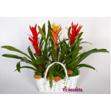 Fire, fire! - Exotic bromeliads in a basket
