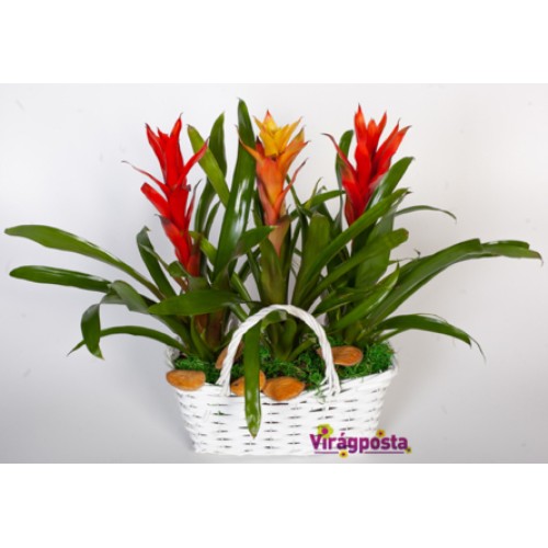 Fire, fire! - Exotic bromeliads in a basket