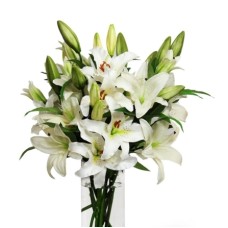 White lilies (Small)