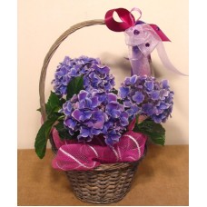 Hydrangea in a basket (Medium)