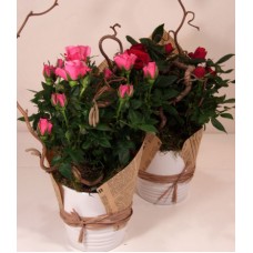 Mini rose in a ceramic pot with vintage decoration