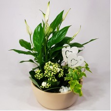 Oasis - collection in a ceramic bowl