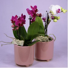 Orchid plant in Kaspó
