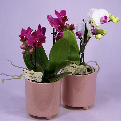 Orchid plant in Kaspó
