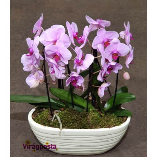 Orchideák óriás csónak keramiában
