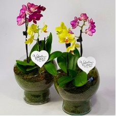 Paired beautifully - orchids in a glass vase