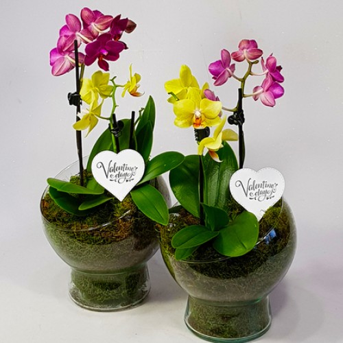 Paired beautifully - orchids in a glass vase