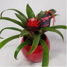 Bromeliad in a bulb pot