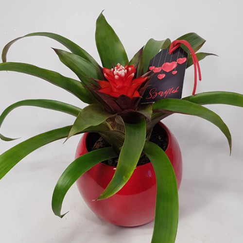 Bromeliad in a bulb pot