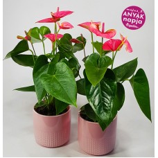 Pink anthurium in a pot