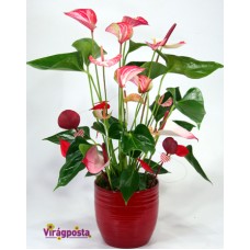 Hearts on wings - special potted anthurium