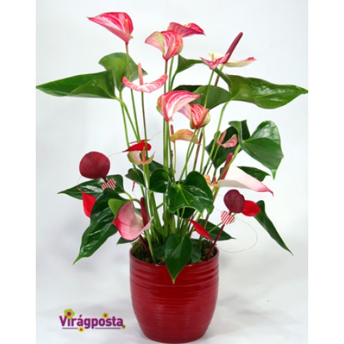 Hearts on wings - special potted anthurium
