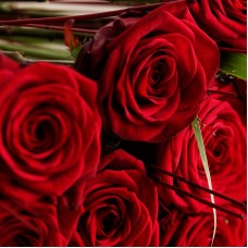 5 Red roses 70-80 cm each.