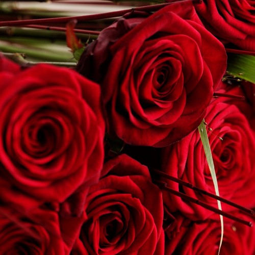 5 Red roses 70-80 cm each.