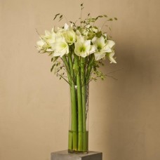 Amaryllis premium bouquet