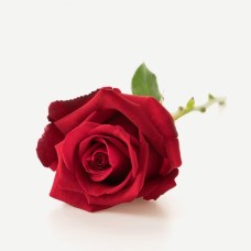 Long-stemmed red rose