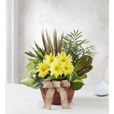 Dish Garden with Fresh Cut Flowers (Large)