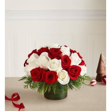 Candy Cane Swirl Roses (Medium)
