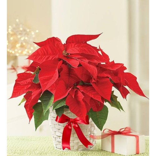 Poinsettia Plant