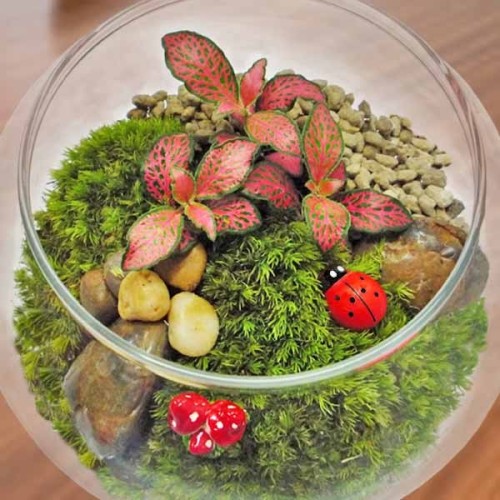 Glass Bowl Terrarium Plants 11cm Height