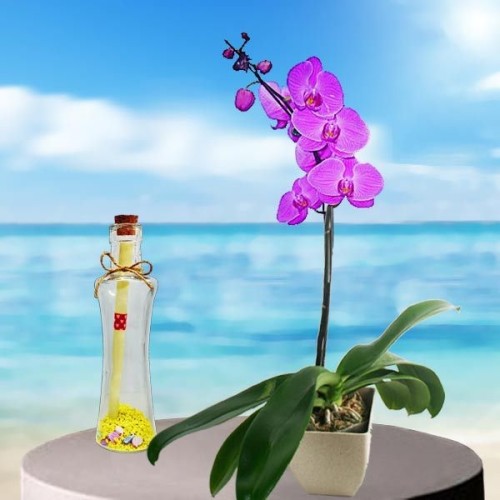 Message-in-a-Bottle & Live Orchid Plant
