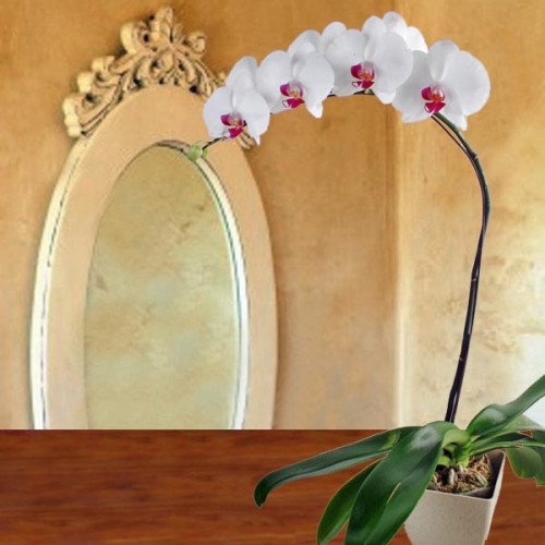 Live Phalaenopsis Orchid Centre Purple In Flower Pot