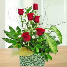 6 Red Roses Arrangement