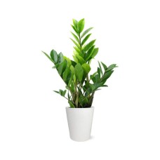 Potted ZZ Houseplant